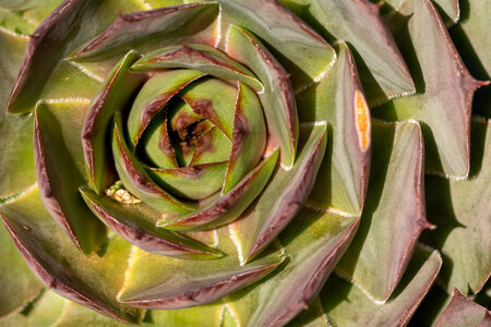 Succulent – Ornamental Flower photo