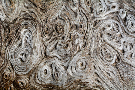 Wood Texture Macro Photography photo