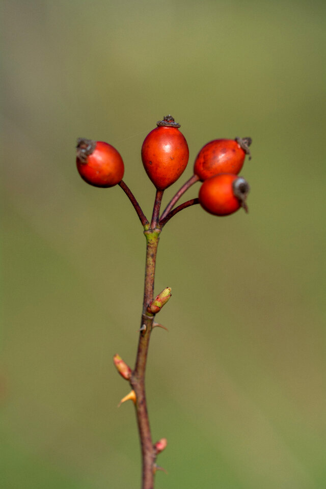 Red Rosehips