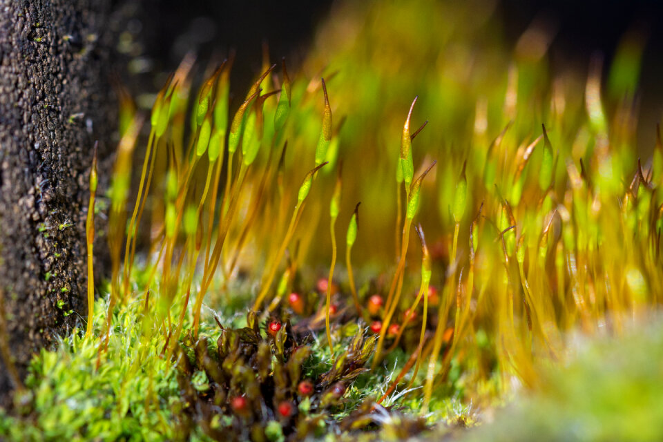 Moss on macro photography