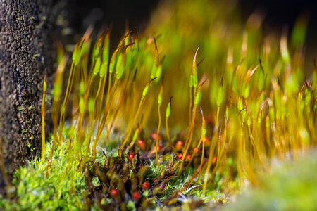 Moss on macro photography