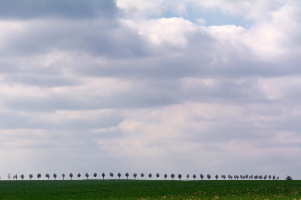 Row of Trees – Minimalism