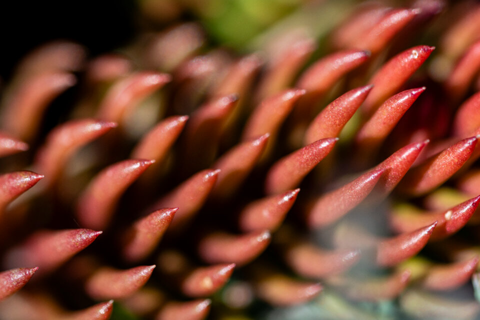 Succulent Macro Photo Background