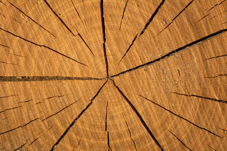 Texture of Round Cut Wood photo