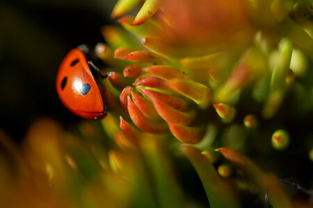 Lady Bug Macro Photo
