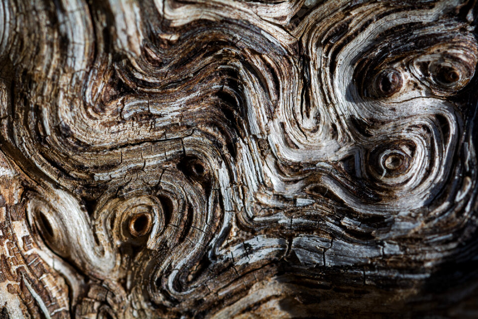 Wood Structure on Macro Photo