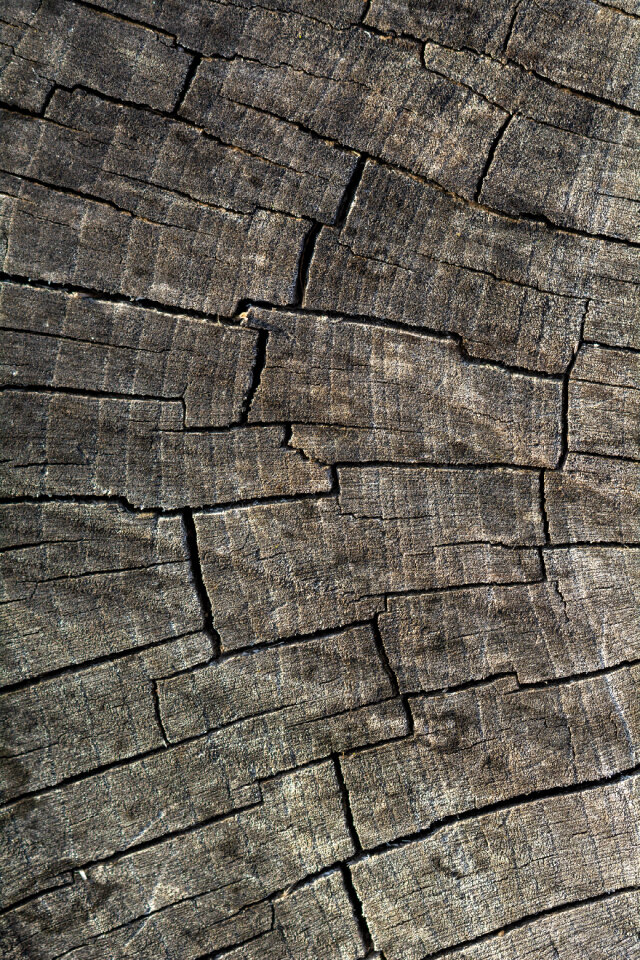 Cut Wood Structure