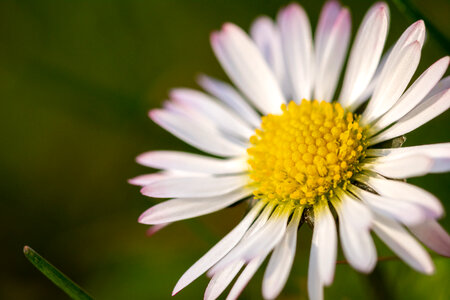 Daisy Flower Close-up