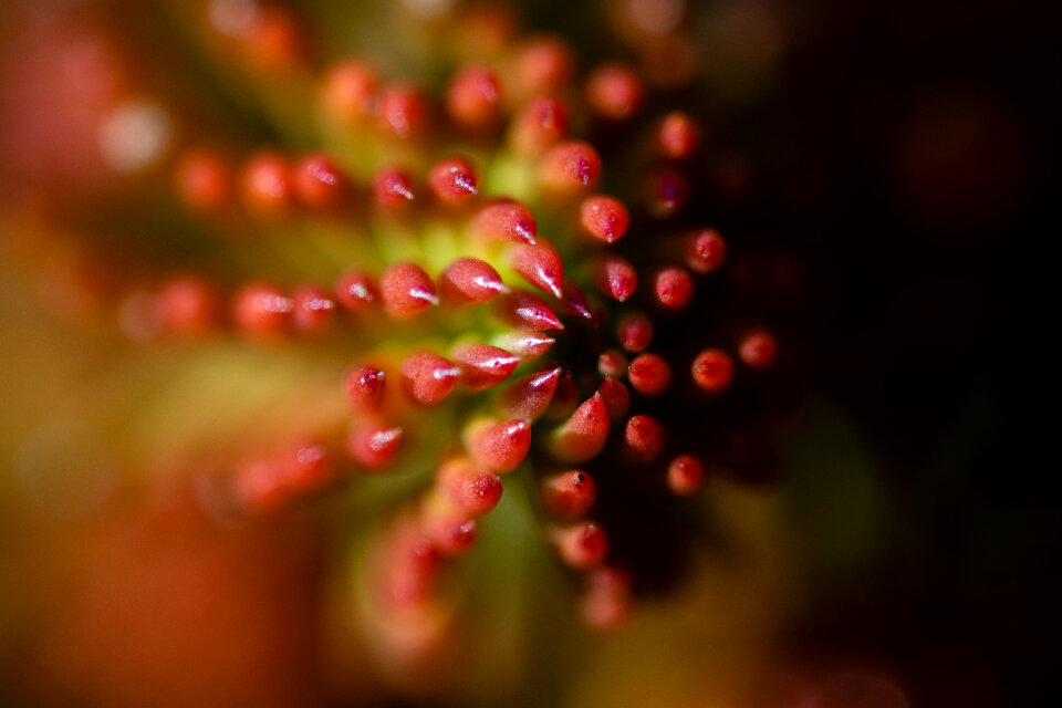 Flower Spiral Macro – Sedum Reflexum