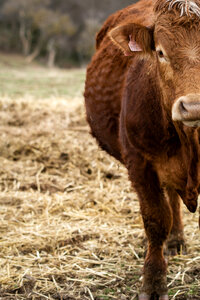 Brown Cow photo