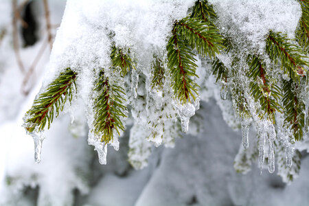 Snowy Spruce Needles photo