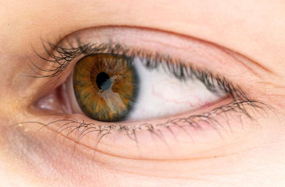 Brown Eye Close-up