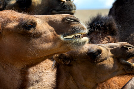 Camel Faces Close-up photo