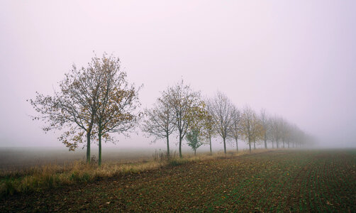 A Row of Trees Disappearing in the Fog photo