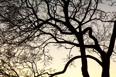 Tree Branches Silhouette photo