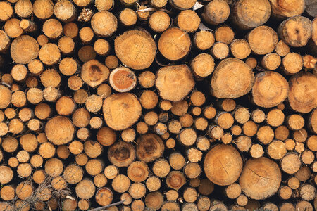 Stack of Wood photo