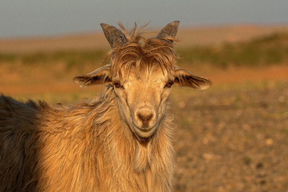 Portrait of a White Goat
