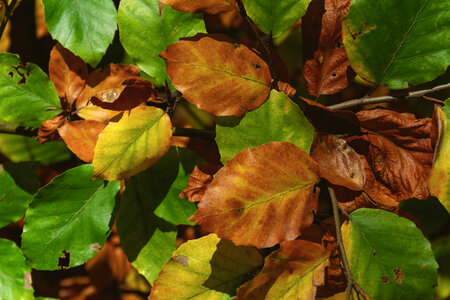 Colorful Foliage