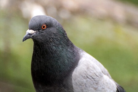 Grey Pigeon Portrait photo