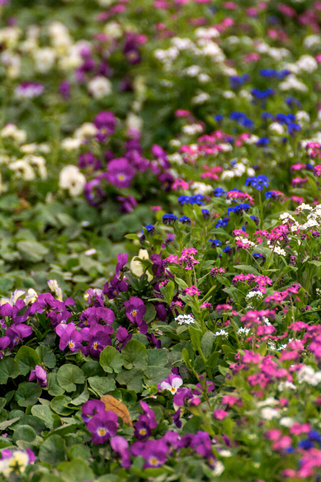 Flowering Garden Pattern
