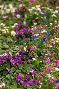 Flowering Garden Pattern photo