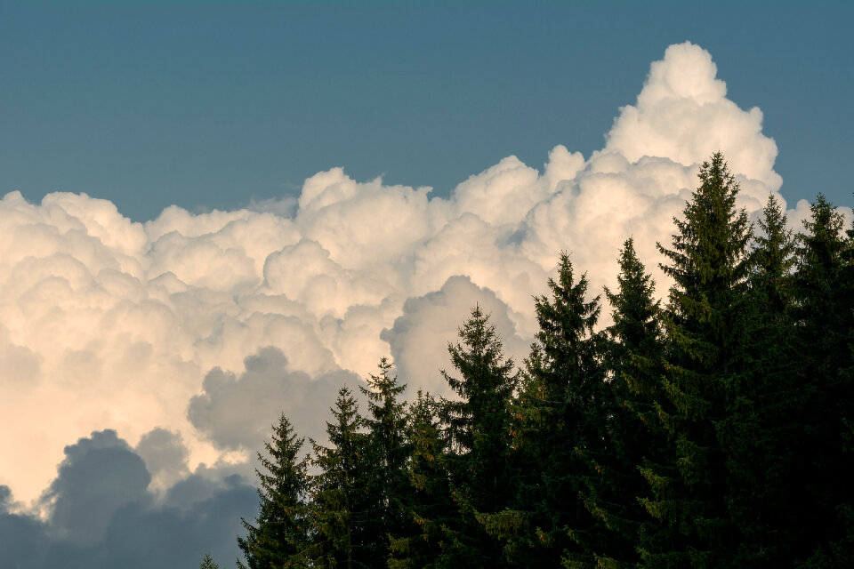 Silhouette of Trees and White Clouds