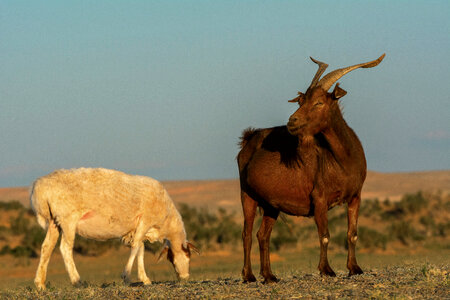 Brown Goat and White Sheep