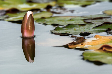 Water Lily Bud photo