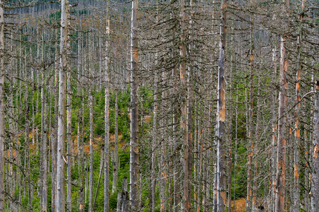 Dead Trees Due to Bark Beetle photo