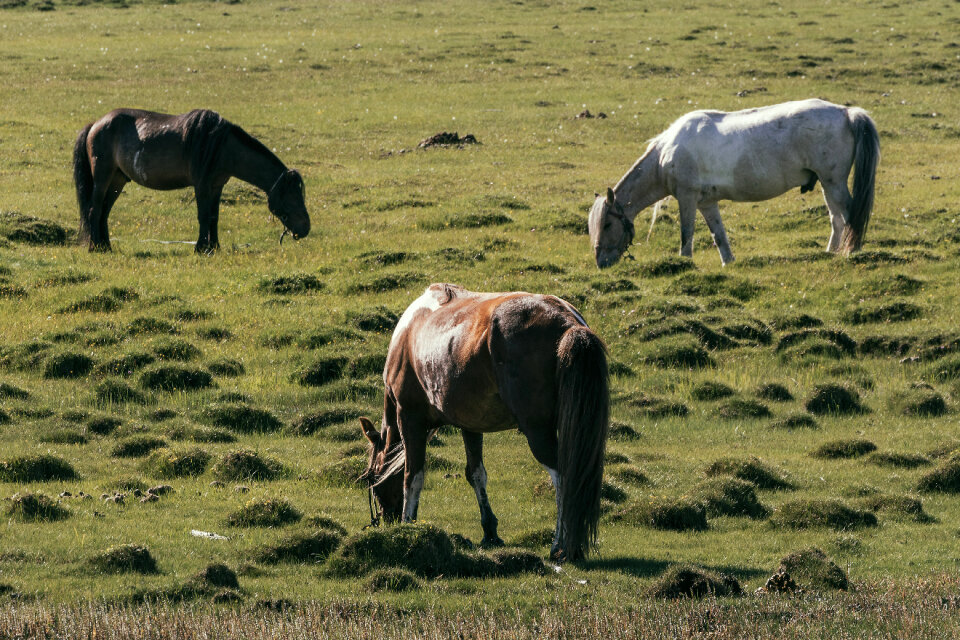 Three Grazing Horses