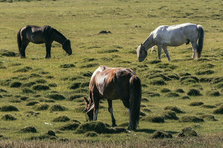 Three Grazing Horses photo