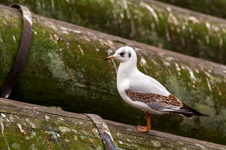 Seagull photo