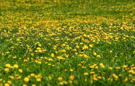 Yellow Meadow