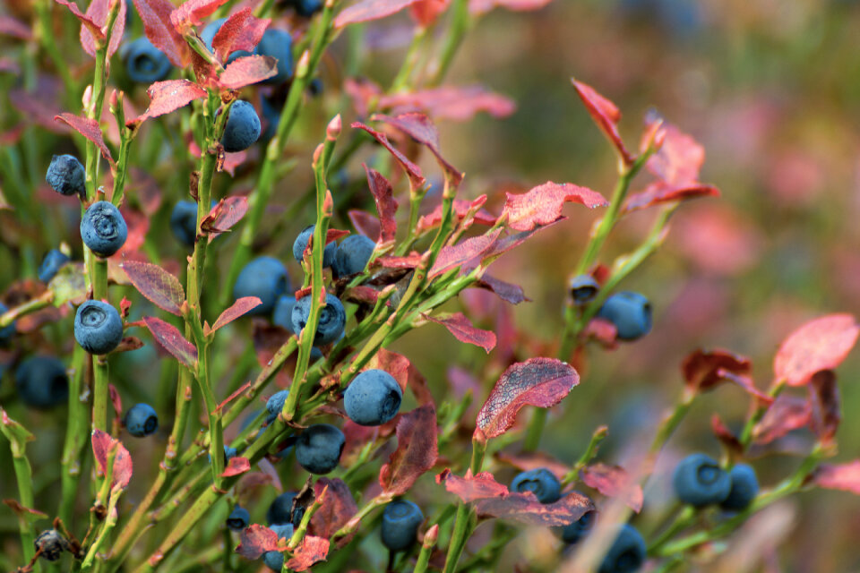 Blueberry Bush Close-up