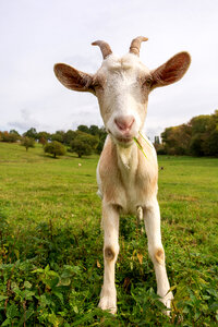 Funny Goat on a Meadow