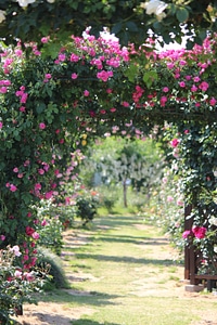 Rose sato liyuan fukushima