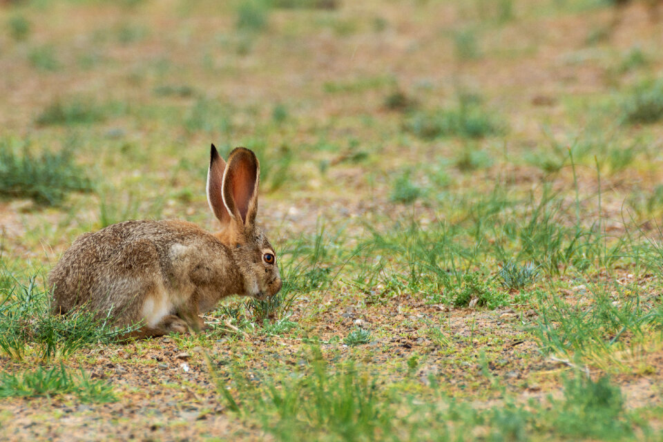 Tolai Hare in Mongolia photo