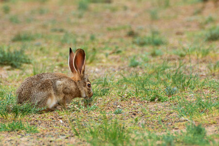 Tolai Hare in Mongolia photo