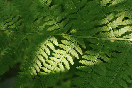 Fern Background photo