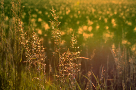Summer Meadow In The Evening Light photo