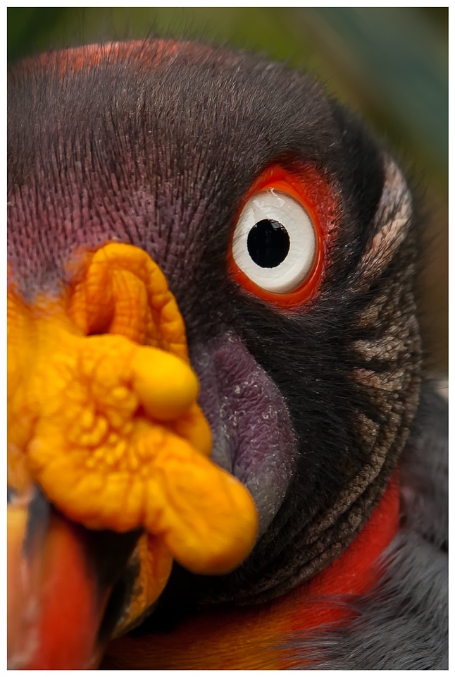 Colorful color animal world