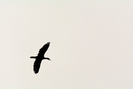 Great Cormorant Silhouette photo