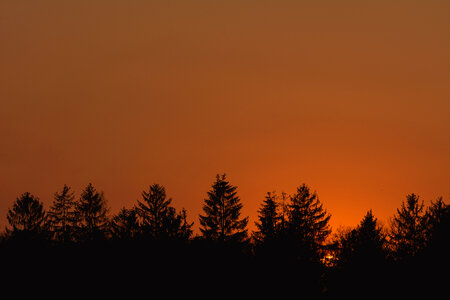 Forest Silhouette in Dusk photo