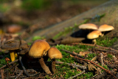 Small inedible mushrooms photo
