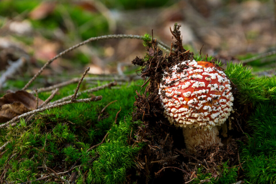 Poisonous Mushroom