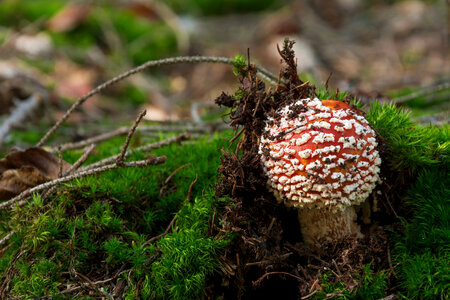 Poisonous Mushroom photo