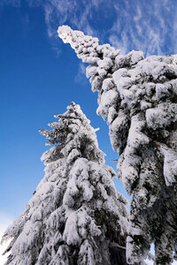 Frozen Trees photo