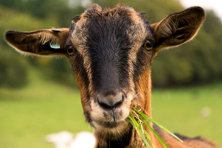Portrait of a Brown Goat photo