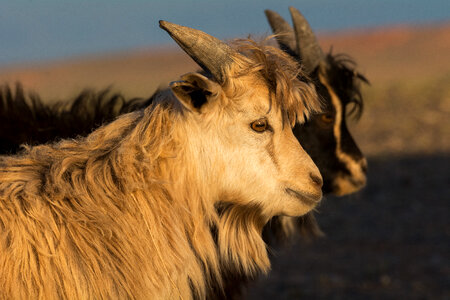 Cashmere Goats in Mongolia photo