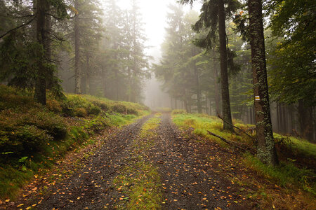 The Way in the Foggy Forest photo